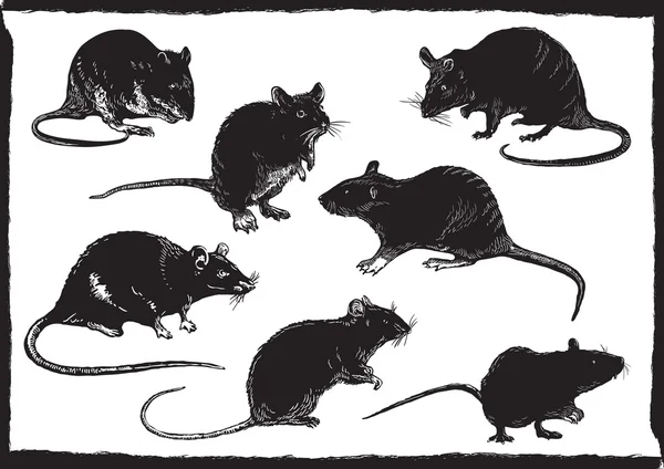 Ratten-Sammlung, Freihandskizze, Vektorillustration — Stockvektor