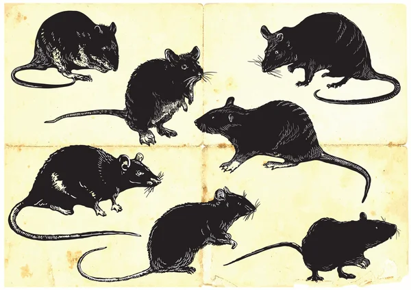 Collection de rats, croquis à main levée, illustration vectorielle — Image vectorielle