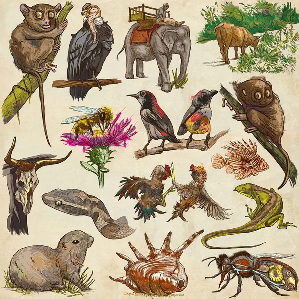 Birds. Animals around the World - An hand drawn full sized pack. Stock  Photo by ©kuco 148364473
