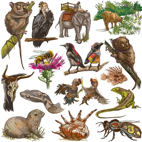 Animals around the World. Freehand drawings. — Stock Photo, Image