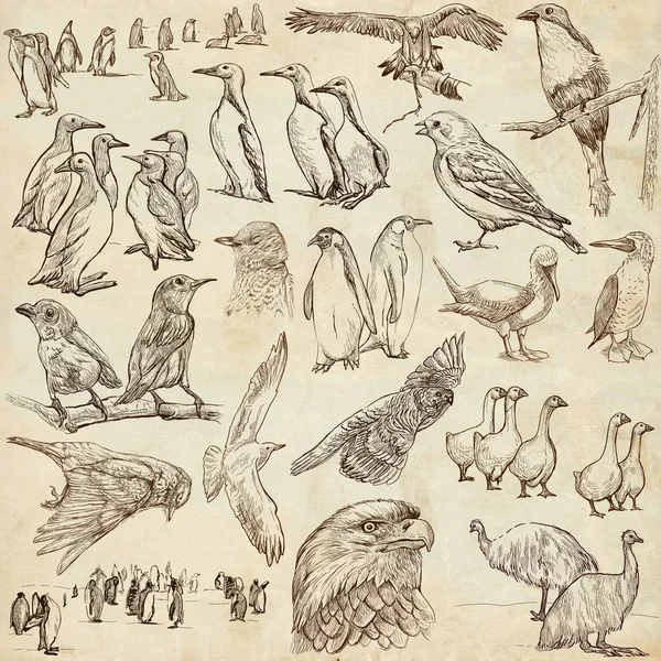 Dieren over de hele wereld, vogels. FreeHand tekeningen. — Stockfoto