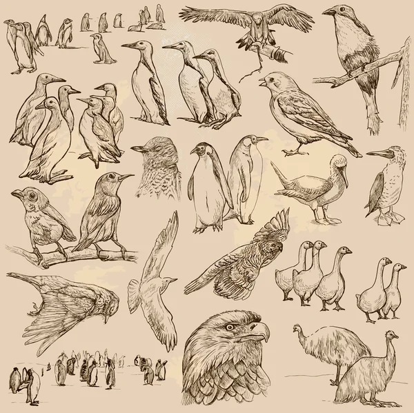 Pájaros. Vector de arte lineal. Envase . — Archivo Imágenes Vectoriales