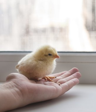 Güzel küçük tavuk yandan