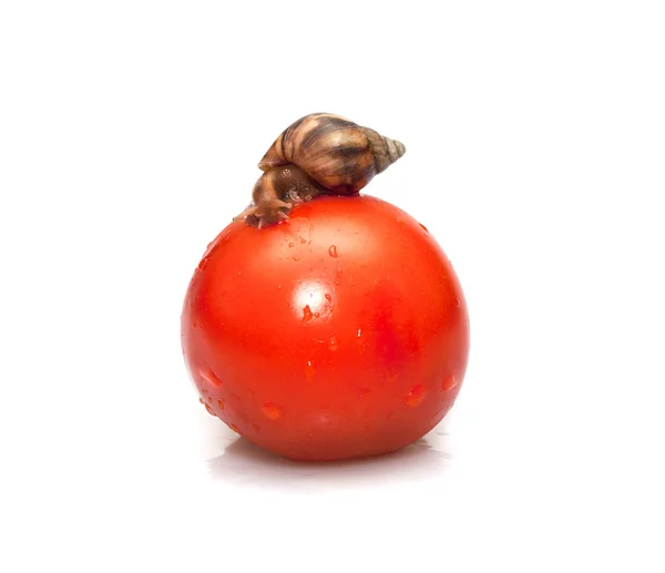 Snail on red tomato with water drops — Stock Photo, Image
