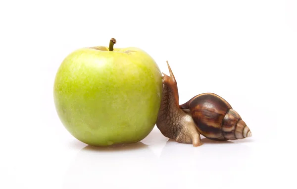 Big Snail on an apple — Stock Photo, Image