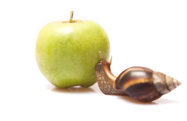 Большая улитка на яблоке — стоковое фото