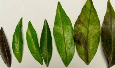 Beyaz arka planda yeşil yapraklı mandalina.