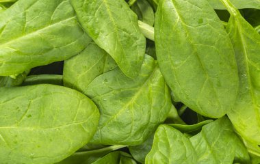 Yeşil ve taze ıspanak yaprakları yakın plan gibi.
