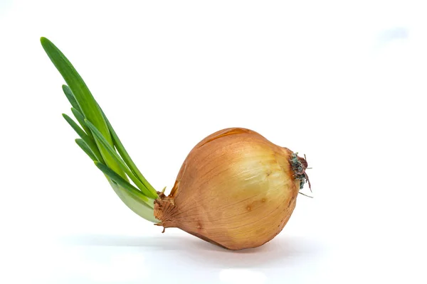 Cebolla Con Hojas Verdes Sobre Fondo Blanco Cerca — Foto de Stock