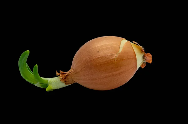 Germinó cebolla sobre un fondo negro de cerca — Foto de Stock