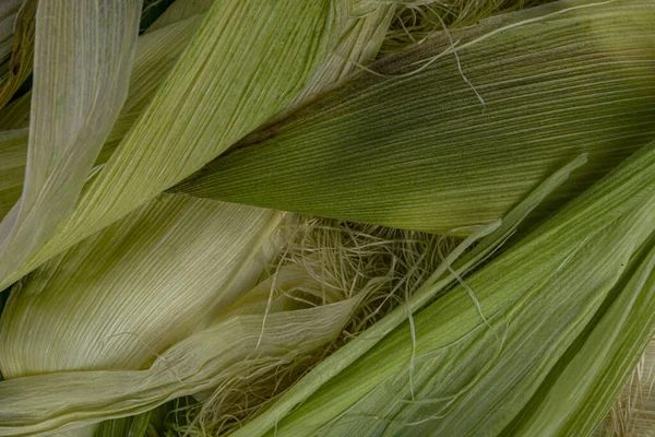 Green Corn Leaves Organic Texture Close — Stock Photo, Image