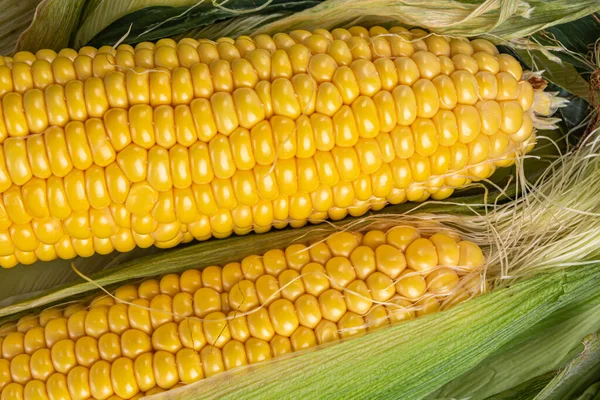 Mazorcas de maíz en hojas verdes textura orgánica de cerca —  Fotos de Stock