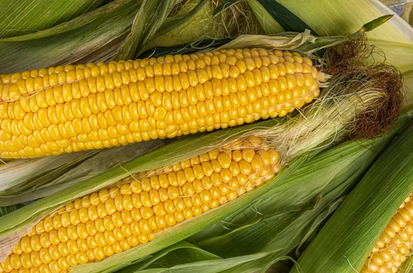 Corn cobs on green leaves organic texture close up — Stock Photo, Image