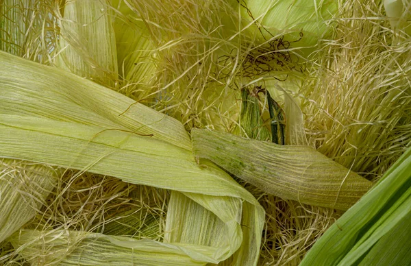옥수수는 유기적 질감을 — 스톡 사진