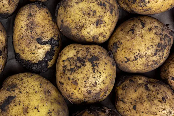 Potato tubers soiled with earth view top close up — Stock Photo, Image