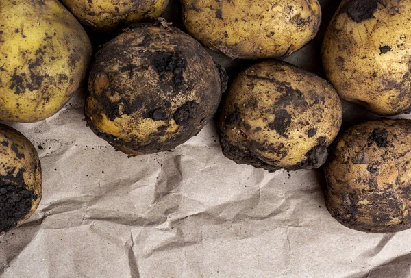 Potato Tubers Soiled Earth View Top Close — Stock Photo, Image