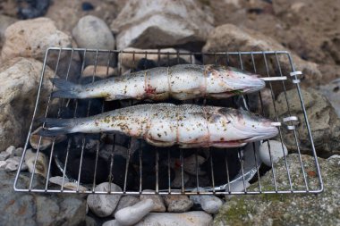 Açık havada balık pişirmek. Levrek. Doğada kamp yapmak..