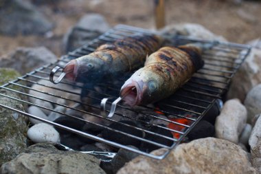 Açık havada balık pişirmek. Levrek. Doğada kamp yapmak..