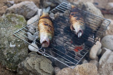 Açık havada balık pişirmek. Levrek. Doğada kamp yapmak..
