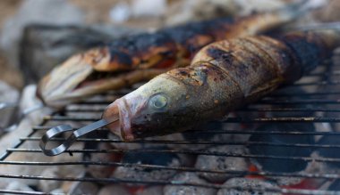 Açık havada balık pişirmek. Levrek. Doğada kamp yapmak..