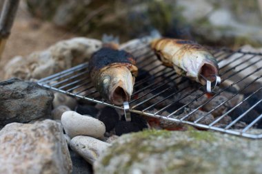 Açık havada balık pişirmek. Levrek. Doğada kamp yapmak..
