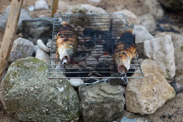 Açık Havada Balık Pişirmek Levrek Doğada Kamp Yapmak — Stok fotoğraf