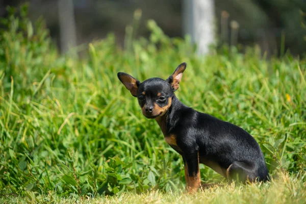Młody Czarny Chihuahua Siedzi Trawie — Zdjęcie stockowe