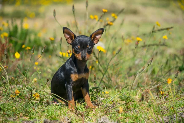 Młody Czarny Chihuahua Siedzi Trawie — Zdjęcie stockowe