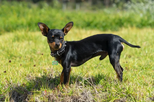 Een Jonge Zwarte Chihuahua Die Het Gras Staat — Stockfoto