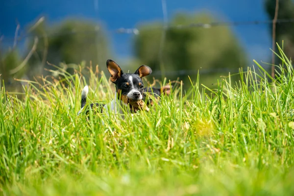 Young Black White Chihuahua Sitting Grass — Stock Photo, Image