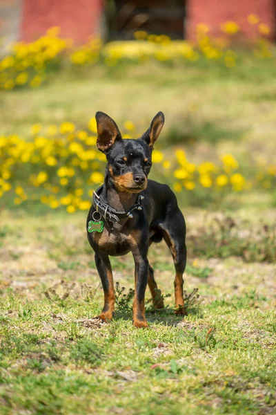 Young Black White Chihuahua Standing Grass — Stock Photo, Image