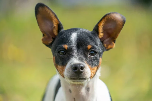 Young Black White Chihuahua — Stock Photo, Image