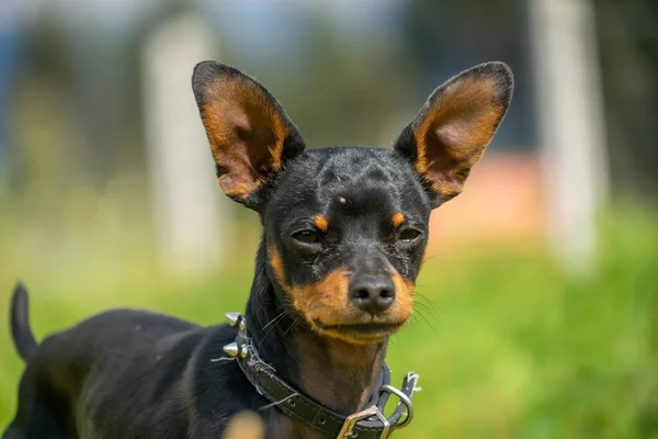 Genç Siyah Bir Chihuahua Çimlerin Üzerinde Duruyor — Stok fotoğraf