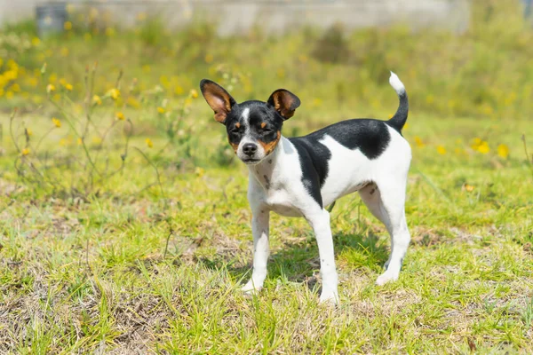 Młody Czarno Biały Chihuahua Stojący Trawie — Zdjęcie stockowe