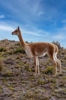 Ekvador 'daki Chimborazo rezervinden tek bir vicuna..