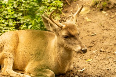 Beyaz kuyruklu geyik esaret altında