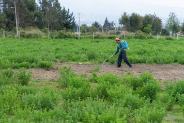 Yonca arasında dezenfekte paketiyle yürüyen bir adam..