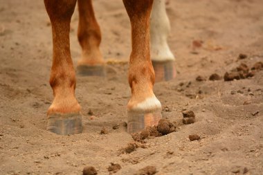29 Temmuz 2016 Rancho Fenix - Tanicuchi - Cotopaxi - Ekvador