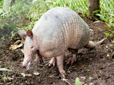 Ekvador 'un Amazon bölgesinden bir Armadillo (dasypodidae)