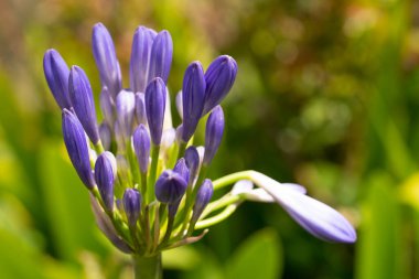 Çiçek açmış Afrikalı bir Lily