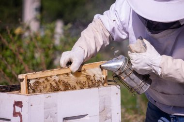 Tarlada arıcılık yapan bir adam.
