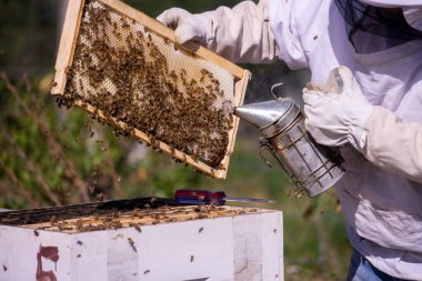 Tarlada arıcılık yapan bir adam.