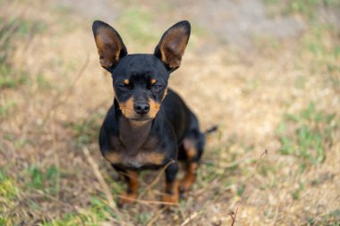 Şirin köpek, kafaya yakın çekim.