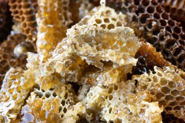Arı kovanından bal tarağı