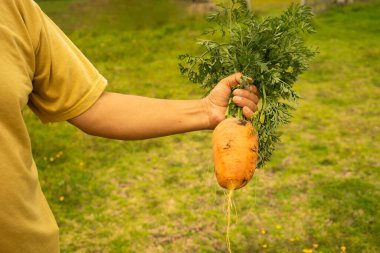 Latacunga Cotopaxi Eyaleti, Ekvador 25 Mart 2019, Büyük bir havuç tutan bir adam