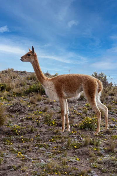 Una Sola Vicuna Dalla Riserva Chimborazo Ecuador — Foto Stock