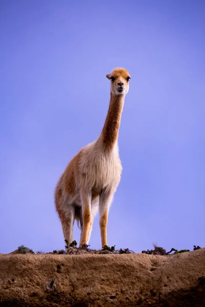 Egyetlen Vicuna Ecuadori Chimborazo Rezervátumból — Stock Fotó