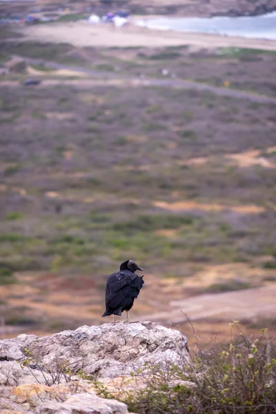 Solo Buitre Mirando Desde Acantilado — Foto de Stock