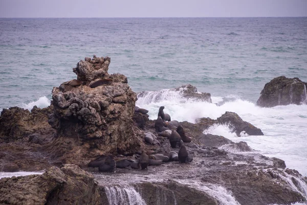 Lions Mer Sur Des Raocks Avec Des Vagues Grincement — Photo