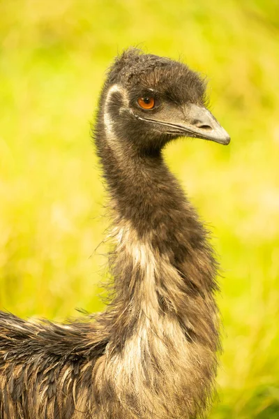 Ένα Κοντινό Πλάνο Του Κεφαλιού Και Του Λαιμού Ενός Emu — Φωτογραφία Αρχείου
